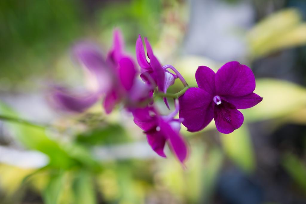 Khmer Paradise Villa Siem Reap Ngoại thất bức ảnh